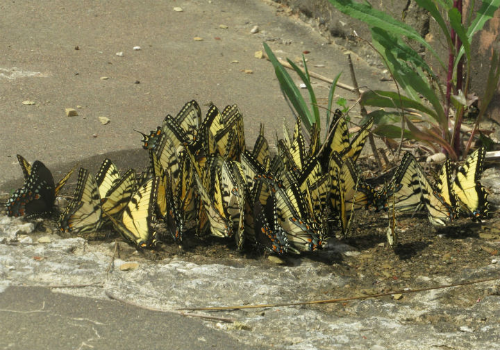 Tiger Swallowtails